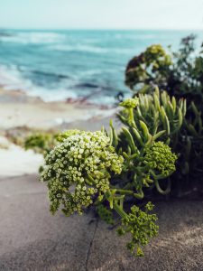 Północne Algarve i Costa Vincentina – Portugalia – eatmeplease.pl